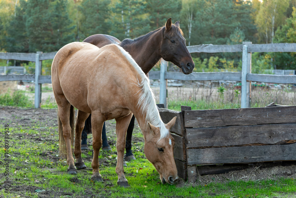 Obraz premium An American Quarter horse eating grass neat the hay rack, another horse behind. Paddock fence and trees in the background.