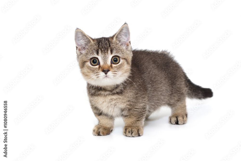 Scottish kitten gray in color Scottish kitten gray in color