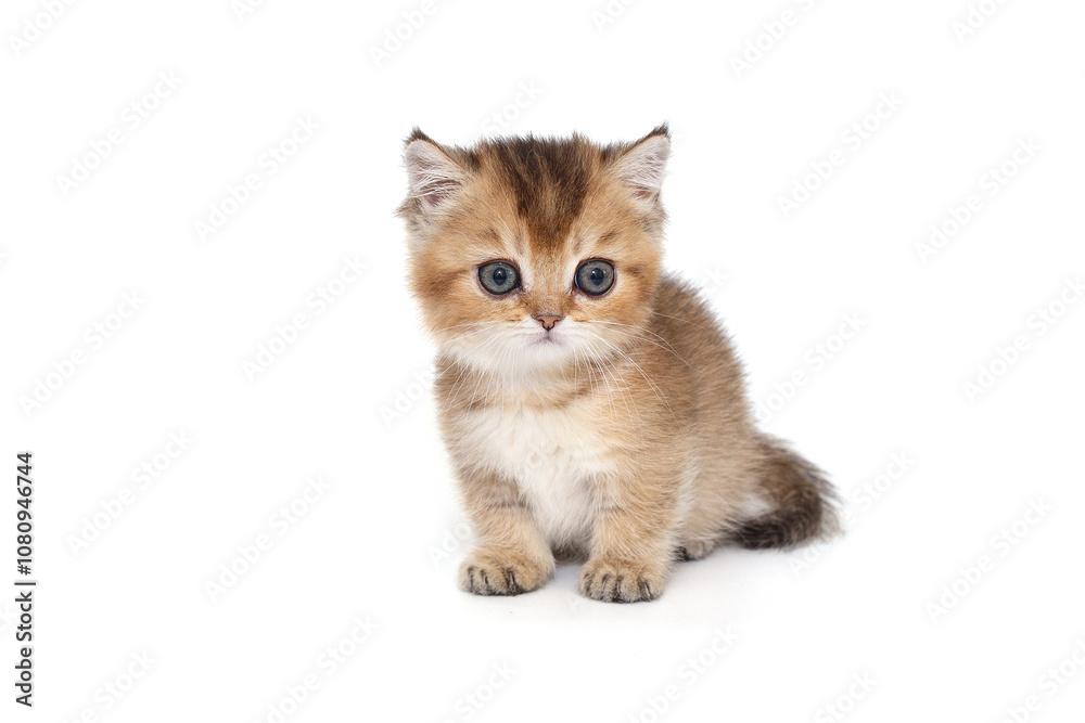 Obraz premium Scottish kitten with short paws