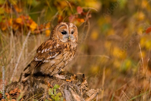 Foto A beautiful tawny owl sits on a tree stump