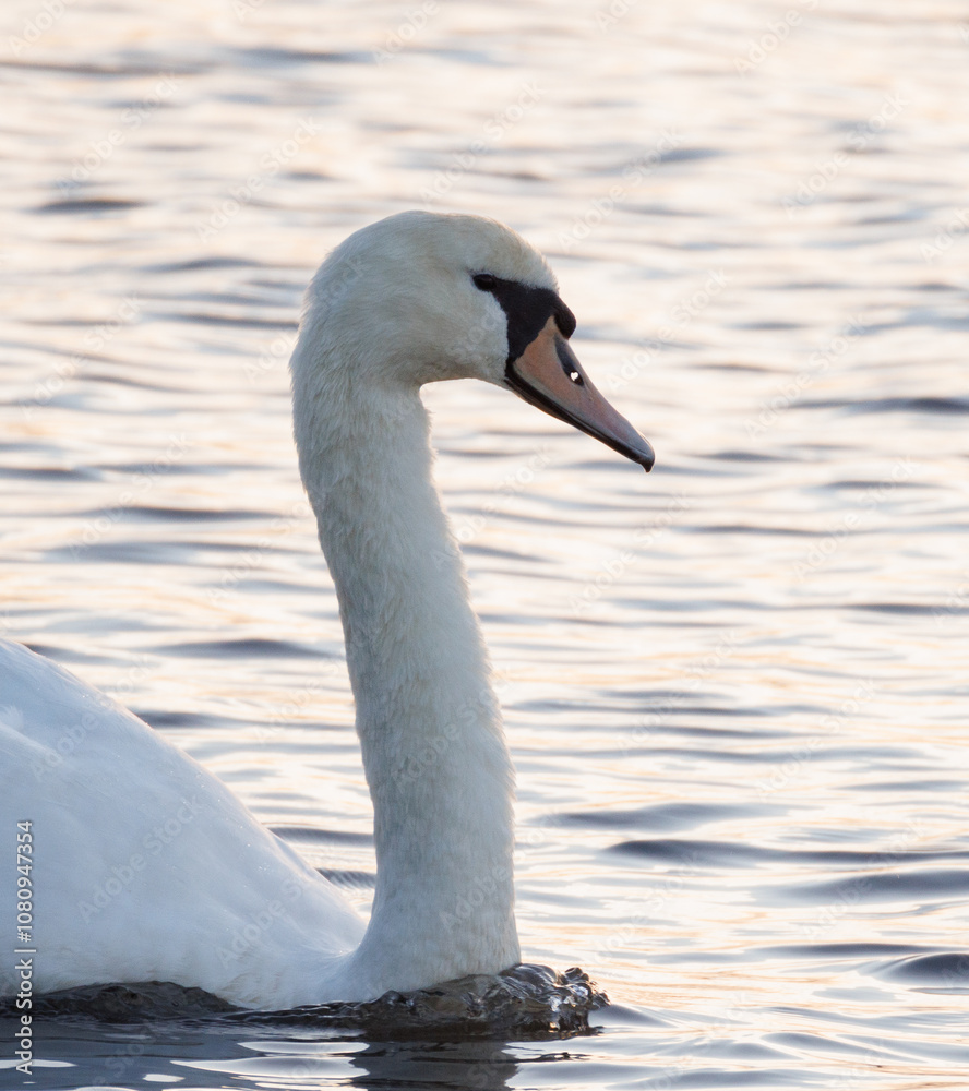 Fototapeta premium swan on the water