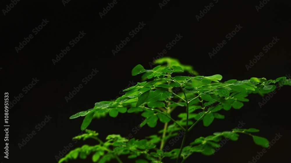 Moringa leaves start to turn yellow in summer
