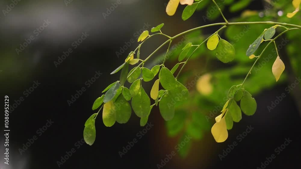 Moringa leaves start to turn yellow in summer