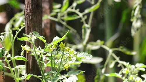 close up of tomato flowers in garden. Tomato flowers are compound flowers, star-shaped, zygomorphic, yellow petals and dark green sepals. photo