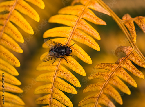 Fliege auf Farn photo