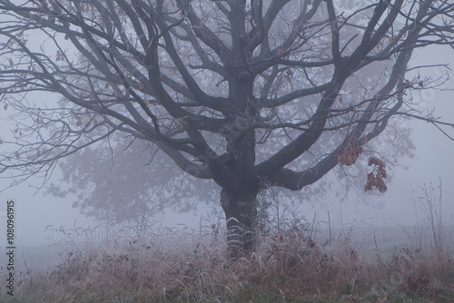 Drzewo we mgle