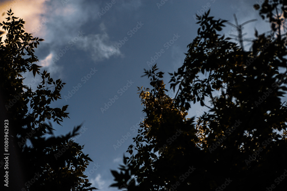 A striking silhouette of trees set against a bright blue sky with fluffy clouds A striking silhouette of trees set against a bright blue sky with fluffy clouds