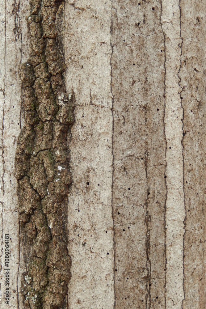 Fototapeta premium hypoxylon oak bark abstract