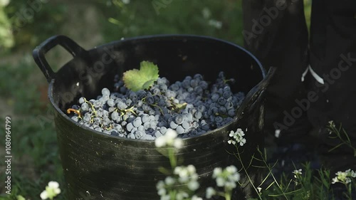 harvesting red grapes for winemaking