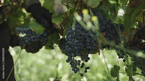 worker harvesting grapes for winemaking