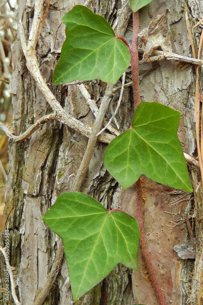 close up of ivy on a pine trunk