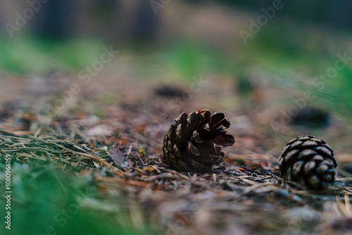 Close-up of pine cones on forest floor with soft focus