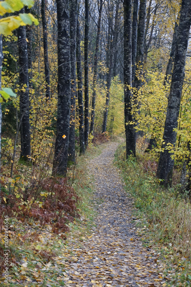 Fototapeta premium A path in the forest during autumn