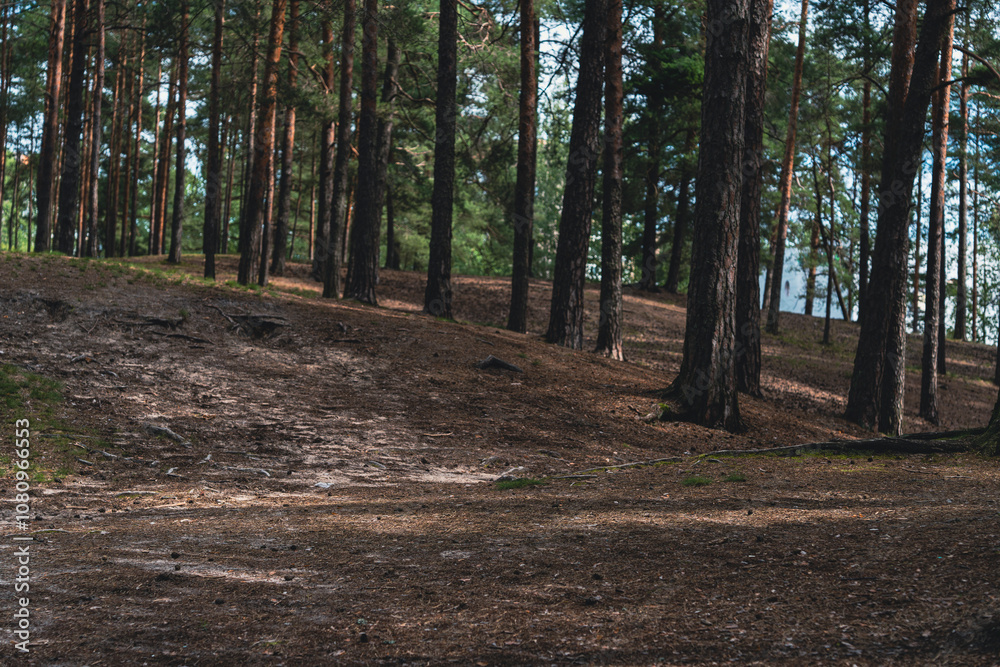 Obraz premium Sunlit forest with pine trees and winding dirt path