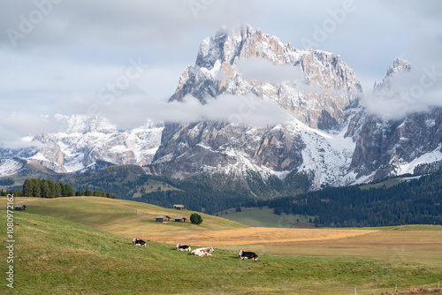 Alpe di Siusi Pastures with Cows and Dolomite Peaks