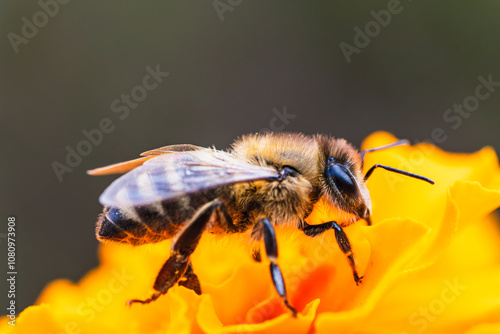 A close-up view of a bee collecting nectar from a vibrant orange flower in a sunny garden setting during springtime