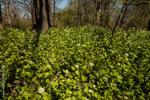 Garlic mustard, invading on mayapples within the Pike Lake Unit, Kettle Moraine State Forest, Hartford, Wisconsin photo