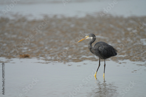Western Reef Heron posing
