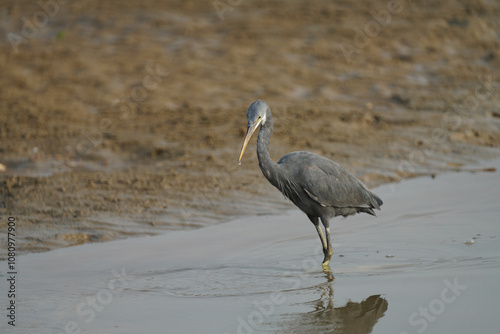 Western Reef Heron fishing in the shallows