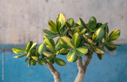 Crassula ovata cv. Solana (var. obliqua f. variegata). Home decor. Indoor plant