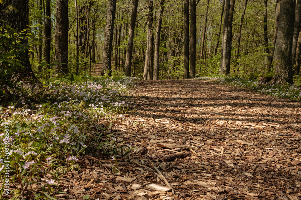 Early Wisconsin springtime hiking trail lined with Spring Beauty wildflowers, within the Pike Lake Unit, Kettle Moraine State Forest, Hartford, Wisconsin Early Wisconsin springtime hiking trail lined with Spring Beauty wildflowers, within the Pike Lake Unit, Kettle Moraine State Forest, Hartford, Wisconsin