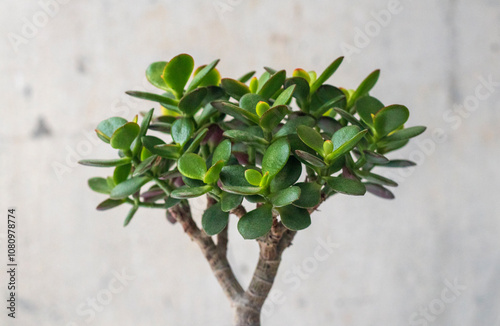 Krassula ovata Milky Way. Bonsai money tree. Restoration - home decor