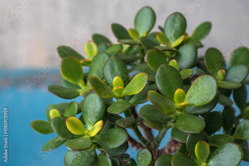 Krassula ovata Milky Way. Bonsai money tree. Restoration - home decor