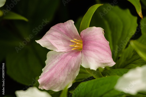 Aging Large-flowered Trillium turning pink within Pike Lake Unit, Kettle Moraine State Forest, Hartford, Wisconsin photo