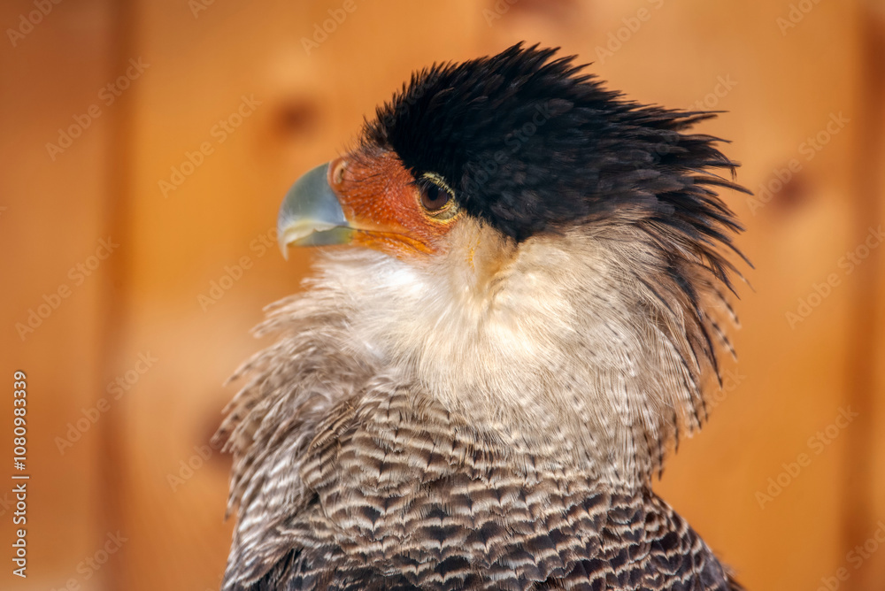 Fototapeta premium Caracara plancus