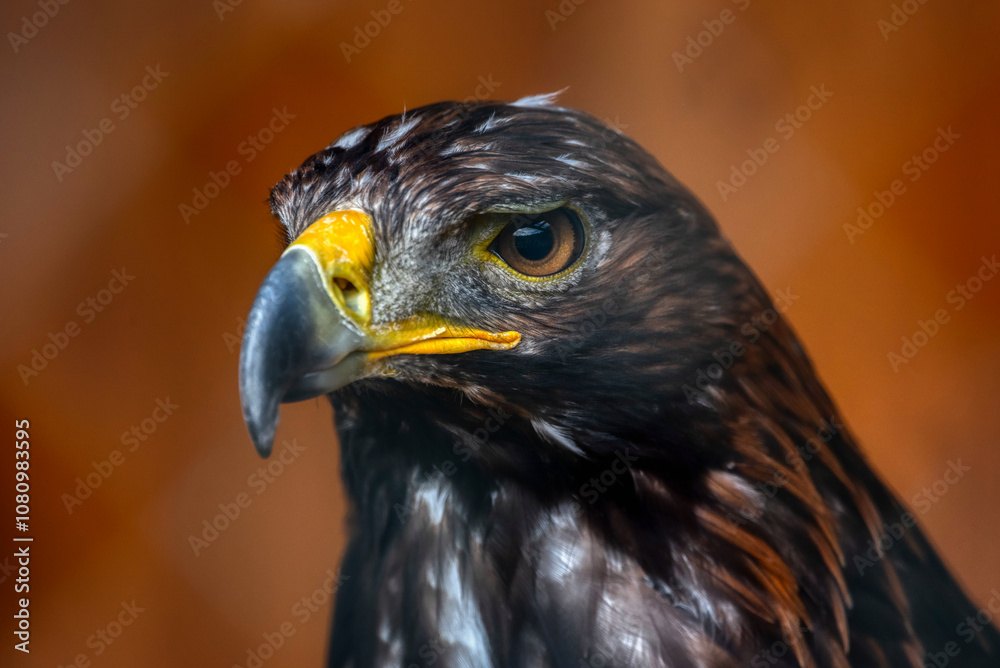 Obraz premium Golden Eagle