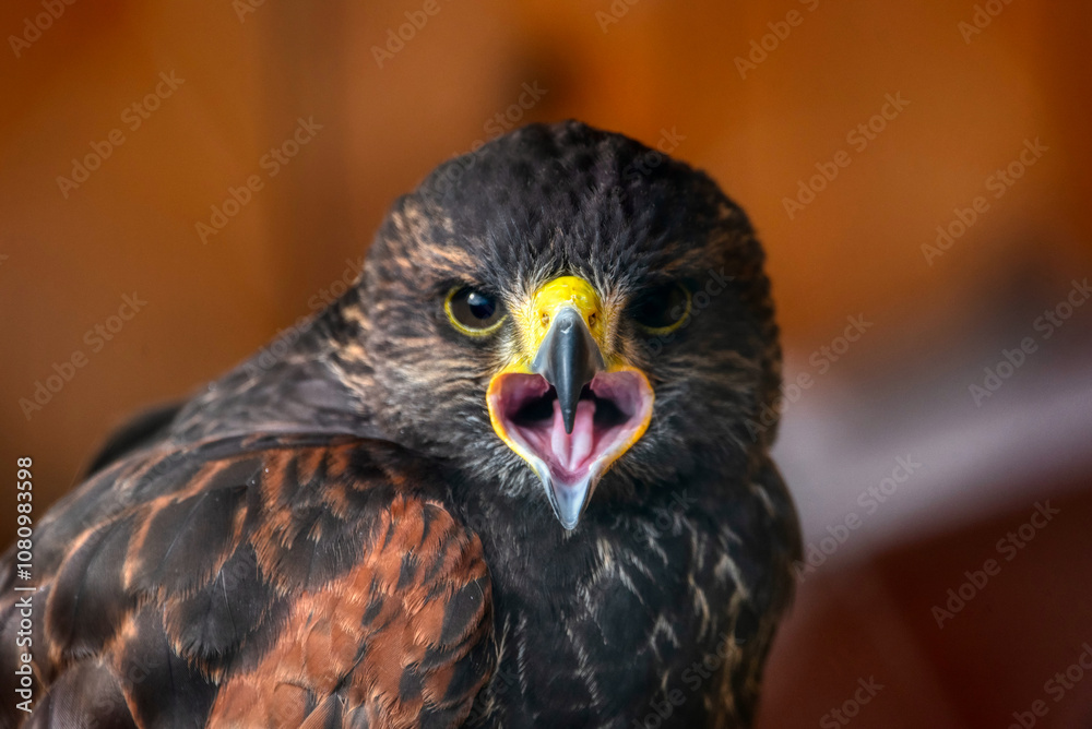 Golden Eagle Golden Eagle