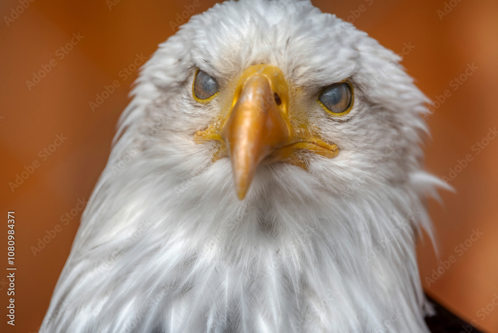 Obraz premium Bald eagle
