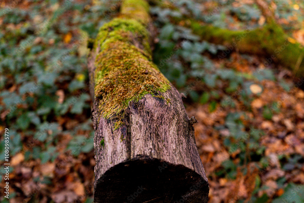 Moss-Covered Fallen Log in an Autumn Forest Showing Natural Decay and Texture Moss-Covered Fallen Log in an Autumn Forest Showing Natural Decay and Texture