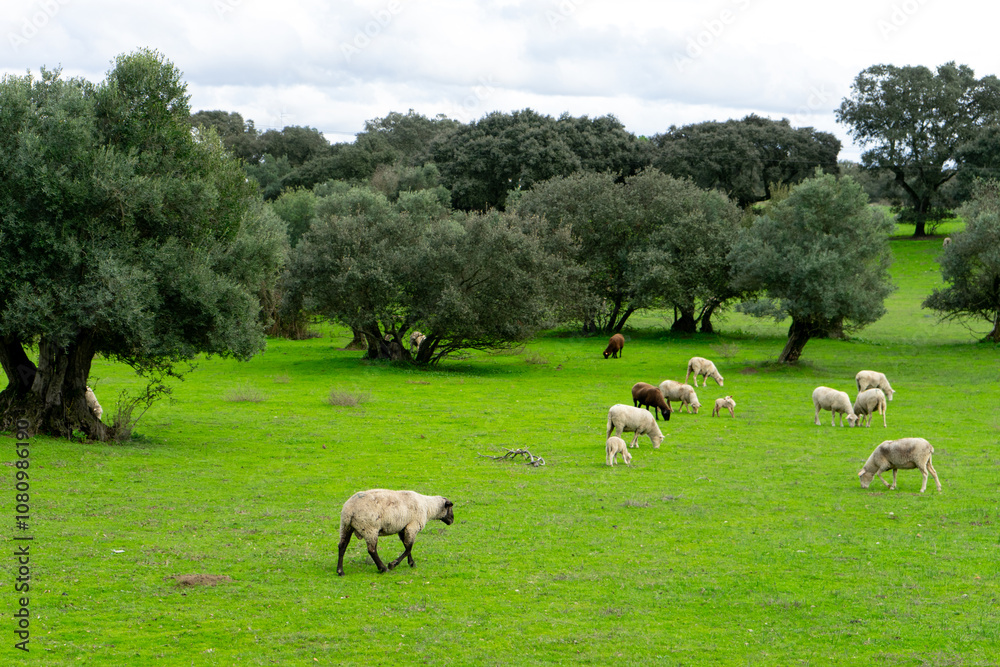 Obraz premium Sheep grazing on lush autumn fields in Alentejo, Portugal, surrounded by cork oaks, holm oaks, and olive trees. A serene rural landscape with rich seasonal colors and tranquil atmosphere.