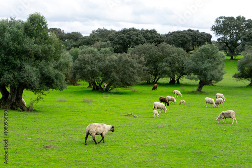Sheep grazing on lush autumn fields in Alentejo, Portugal, surrounded by cork oaks, holm oaks, and olive trees. A serene rural landscape with rich seasonal colors and tranquil atmosphere.