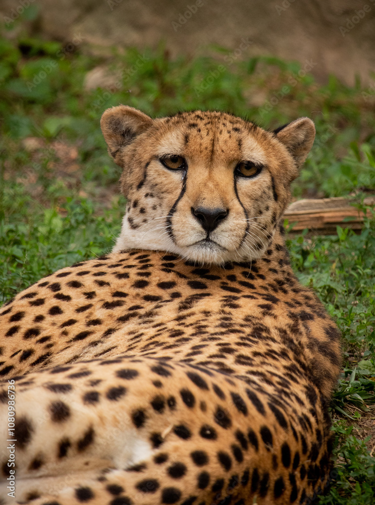 Fototapeta premium Philadelphia Zoo