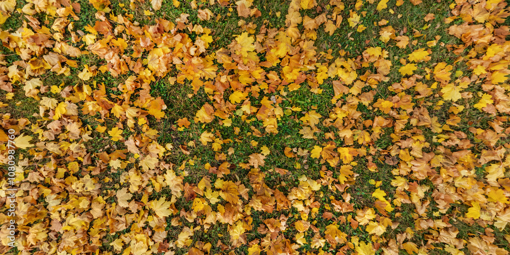 panoramic top view of grass texture with sluggish limp dry yellow and red autumn maple leaves panoramic top view of grass texture with sluggish limp dry yellow and red autumn maple leaves