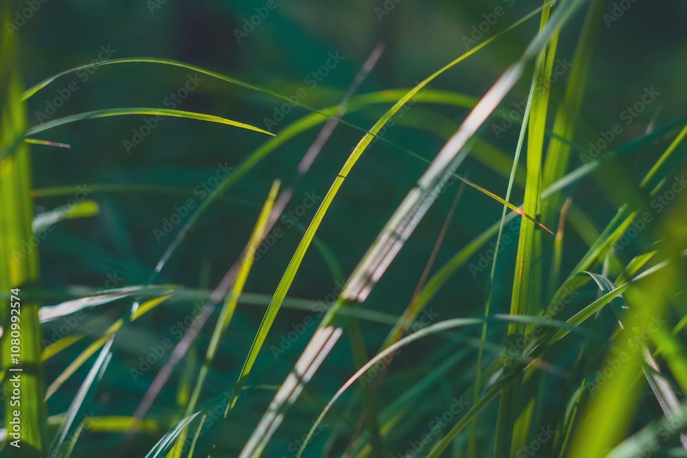 Obraz premium Close-up of green grass blades in sunlight with bokeh