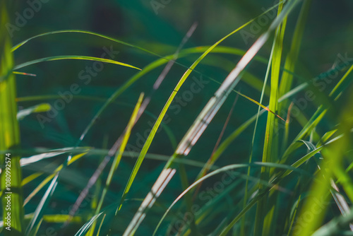 Close-up of green grass blades in sunlight with bokeh photo