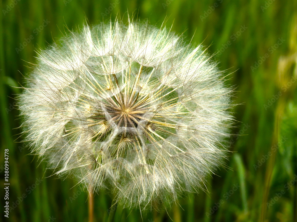 Fototapeta premium airy white ripe dandelion in the field