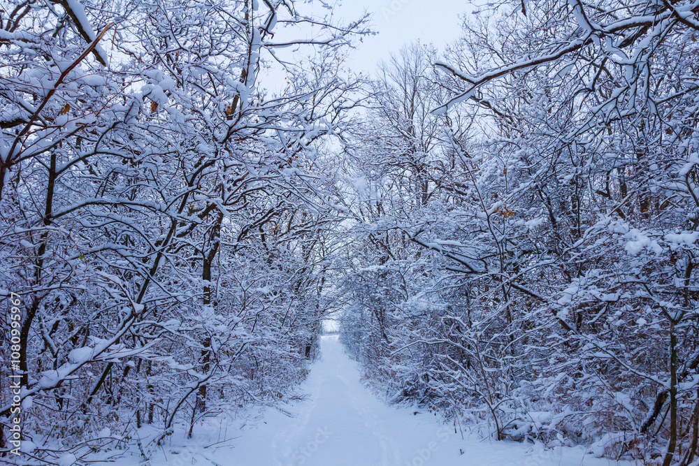 forest glade in snow, winter outdoor scene forest glade in snow, winter outdoor scene
