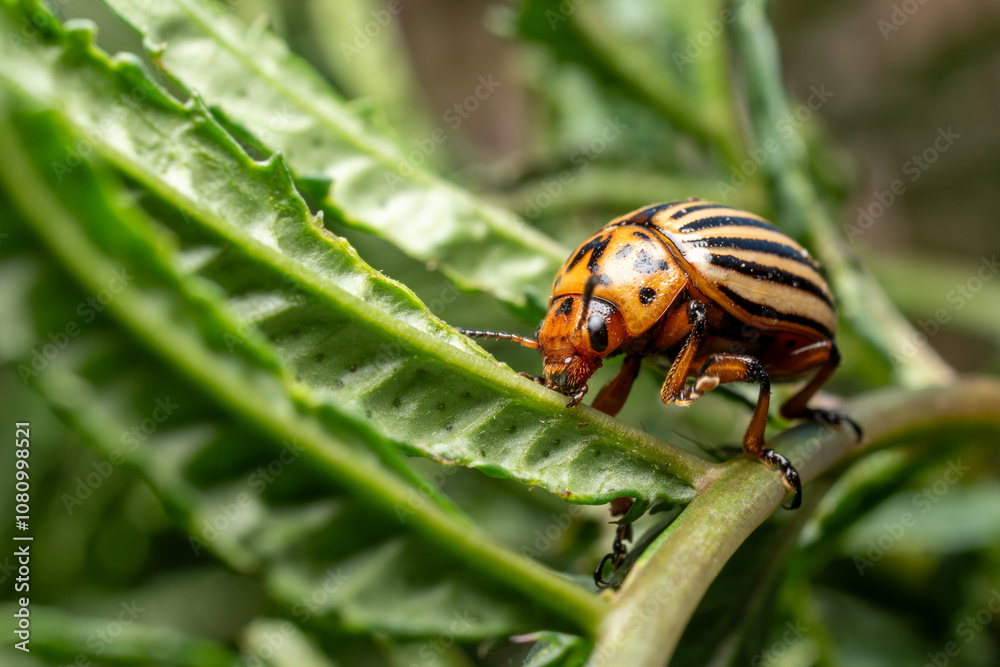 Fototapeta premium potato beetle
