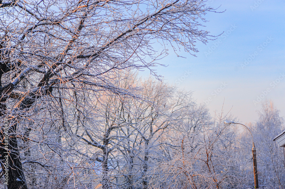 A beautiful snowy forest featuring trees that are all covered in snow and ice A beautiful snowy forest featuring trees that are all covered in snow and ice