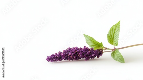 Patchouli plant with vibrant purple flowers and green leaves resting against a clean white background, captured in natural light, empty space for text