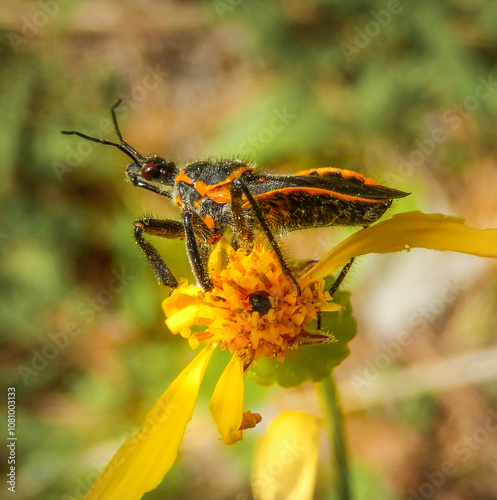 assassin bug on a daisy photo