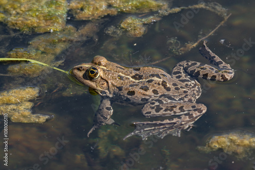 Tableau sur toile Pelophylax kl