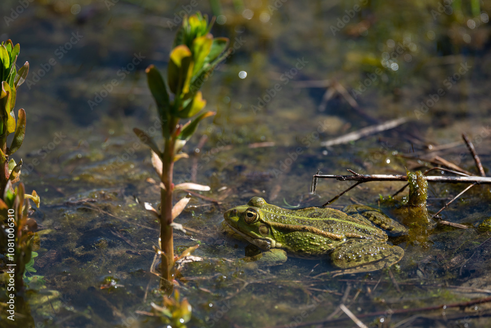 Pelophylax kl. esculentus - Green Frog - Edible frog - Common water frog - Grenouille verte - Grenouille commune Pelophylax kl. esculentus - Green Frog - Edible frog - Common water frog - Grenouille verte - Grenouille commune