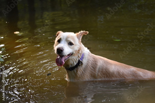 happy golden retriever dog standing in a pond looking at the camera