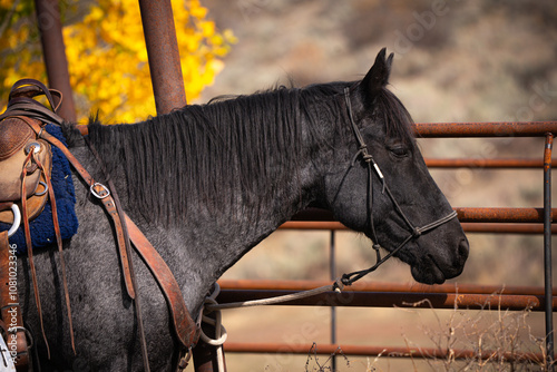 Tableau sur toile Black roan working cow horse in western halter and western tack tied to corral f