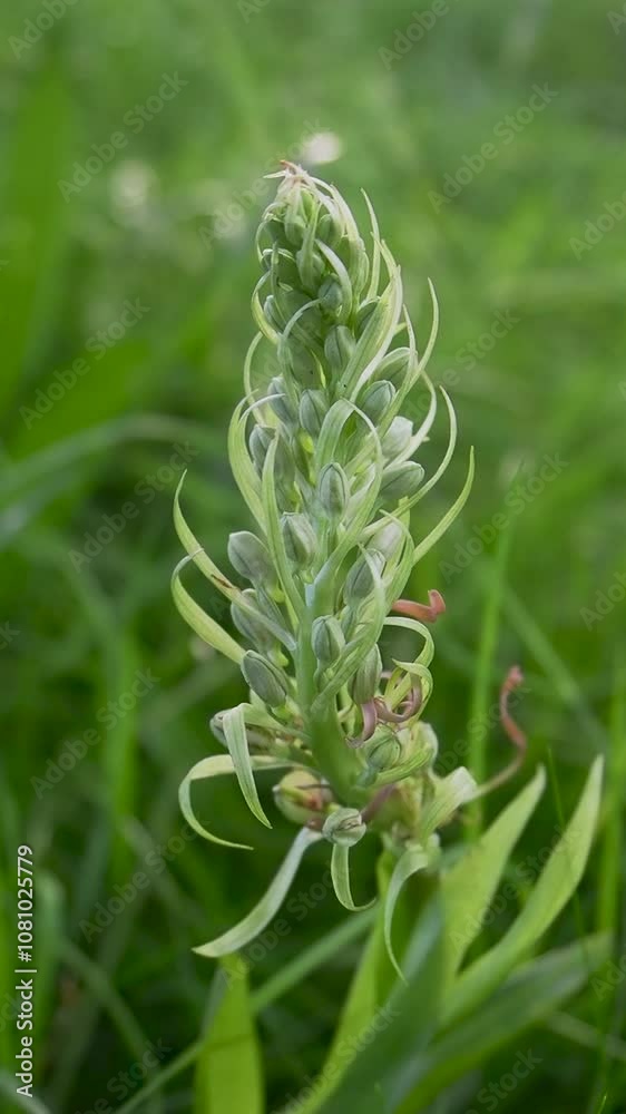 Vertical video of a Urban Lizard Orchid in Grass Vertical video of a Urban Lizard Orchid in Grass